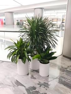 北仑绿化养护公司，热选之姿，守护城市绿化美